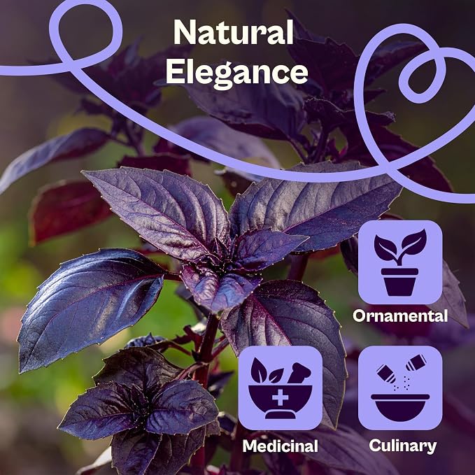 SVI 600 Dark Opal Basil Seeds (Ocimum basilicum) – Purple Sweet Basil Seed Packets –Non GMO Heirloom Herb Seeds, Aromatic Natural Herbs for Containers, Outdoor & Indoor Herb Garden