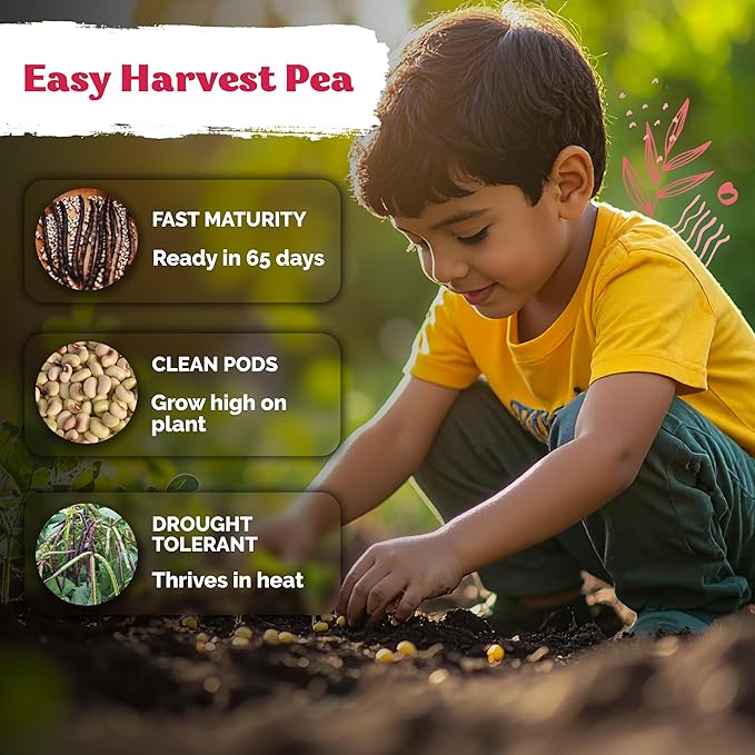 KVITER 75 Top Pick Pinkeye Cow Pea Seeds for Planting (Vigna Unguiculata) – Field Pea, Bush Purple Hull Peas, Heirloom Peas & Beans – Vegetable Seeds for Outdoor Garden, Beds, Containers