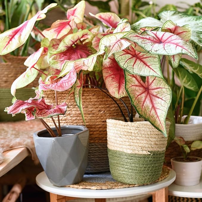 Gardenera Caladium Potting Mix - Promote Strong Roots and Captivating Patterns with Our Premium Blend - 4 Quart