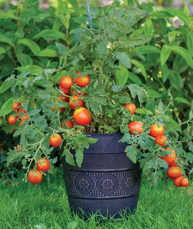 Burpee 'Bush Early Girl' Hybrid Slicer Tomato | 30 Seeds