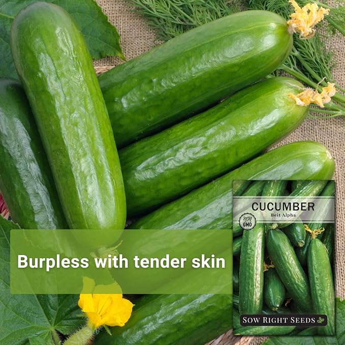 Sow Right Seeds - Beit Alpha Cucumber Seeds for Planting - Non-GMO Heirloom Packet with Instructions to Plant and Grow a Home Vegetable Garden - Start Indoors, Plant Outdoors with Trellis (1)