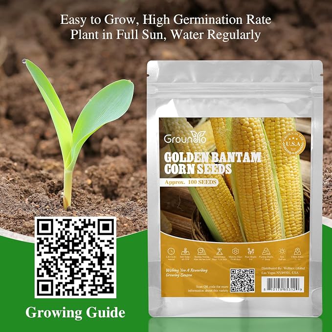 Groundio Golden Bantam Corn Seeds, 100 Non-GMO Heirloom Vegetable Seeds, High Germination Sweet Corn Seed for Outdoor Home Garden (Zea mays)