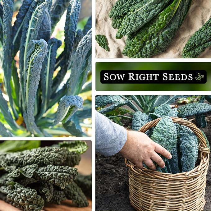 Sow Right Seeds - Lacinato Kale Seed for Planting - Non-GMO Heirloom Packet with Instructions to Plant a Home Vegetable Garden - Very Nutritious Superfood, Grow This Dinosaur Variety (2)