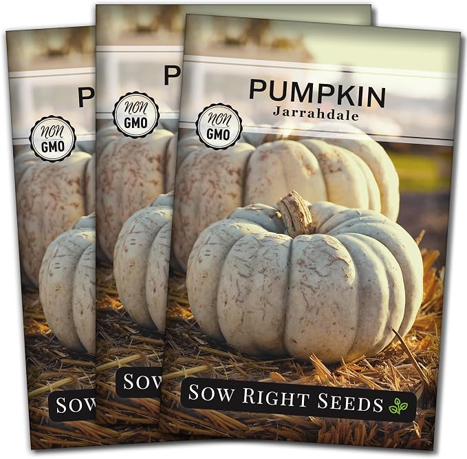Sow Right Seeds - Jarrahdale Pumpkin Seeds for Planting - Non-GMO Heirloom Packet with Instructions to Plant & Grow an Outdoor Home Vegetable Garden - Unique Grey Blue Variety - Fall Decor (3)
