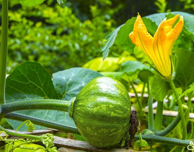 TomorrowSeeds - Kabocha Squash Seeds - 20+ Count - for 2026 Planting Japanese Pumpkin Green Hokkaido Ebisu Asian Tetsukabuto Buttercup Gourd Garden Vegetable Grow Your Own Home Farm Patio Healthy