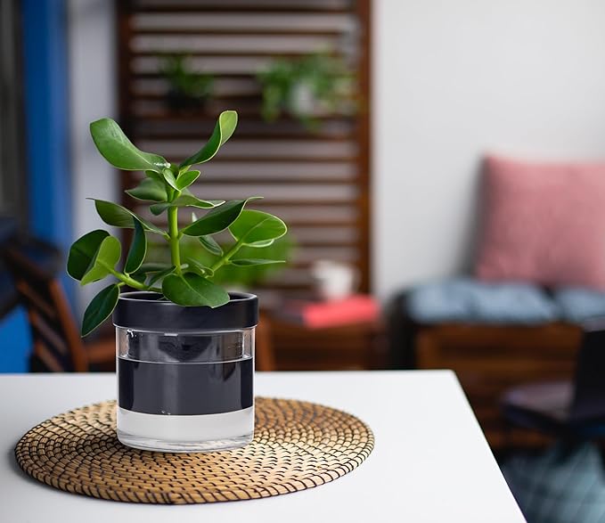 Phoenix Vine 4 Inch Self Watering Planter Pot, Black Terracotta Clay Pot with Glass Reservoir for Indoor Plants, Herbs, Flowers, Set of 3, 52-C-E-3