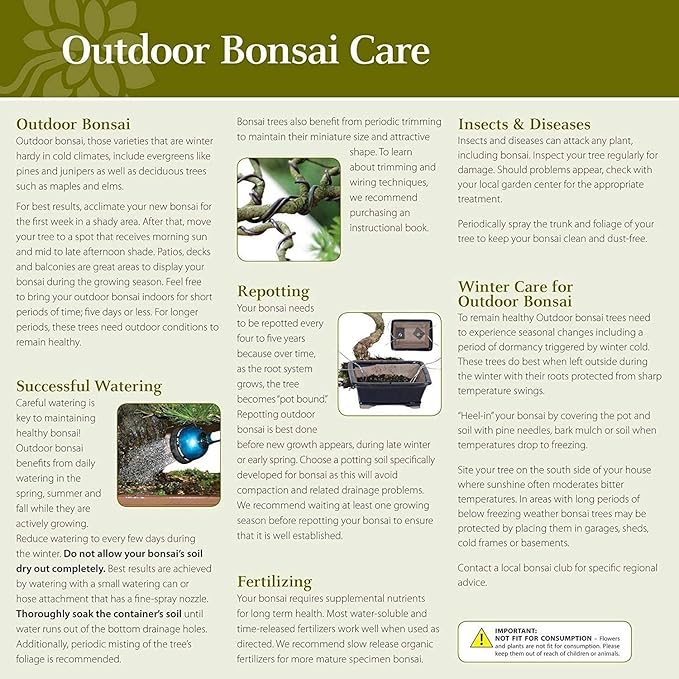 Brussel's Bonsai Live Chinese Elm Bonsai Outdoor Tree Gift Bundle - Medium Bonsai Tree - Bonsai Kit with Ceramic Bonsai Pot and Bonsai Soil