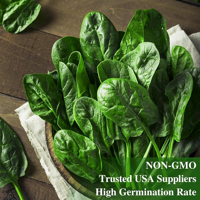 Groundio 350+ Bloomsdale Spinach Seeds, Heirloom Non-GMO, Slow Bolt Cold Hardy Leafy Greens for Home Garden Backyard Planting (Spinacia oleracea)