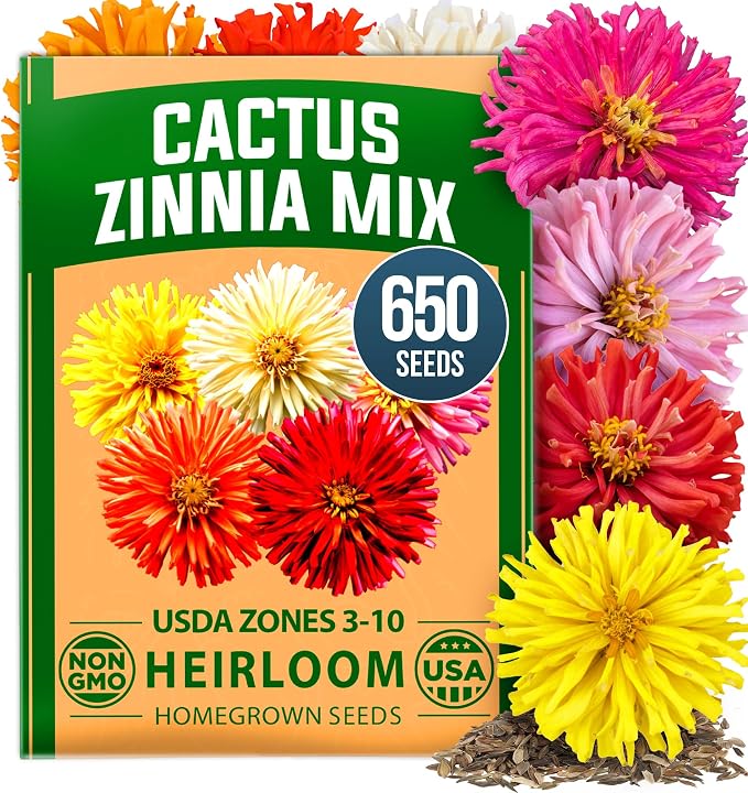 HOME GROWN Zinnia Cactus Mix Seeds - 650 Flower Seeds for Spring Planting Outdoors 2026, Large Zinnia Flower Seed, Easy Grow Garden & Cut Flowers (Zinnia elegans)