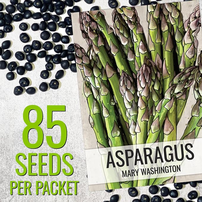 Seed Needs Mary Washington Asparagus Seeds to Plant Heirloom 5 Packs