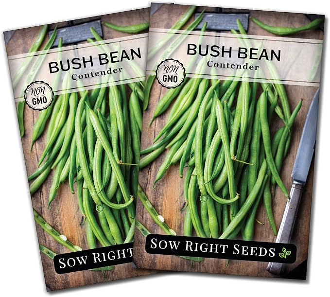 Sow Right Seeds - Contender Bush Green Bean Seeds for Planting - Non-GMO Heirloom Seed Packet - Stringless Variety to Plant an Outdoor Home Vegetable Garden - Abundant Harvest, Great for Kids (2)
