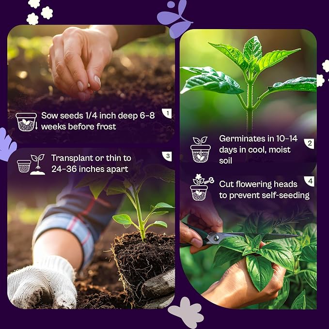 SVI 750 Lovage Seeds (Levisticum officinale) – Lovage Medicinal & Culinary Herb Seed Packets – Heirloom Perennial Herbs Seeds for Vegetable Garden Outdoor & Indoor Kitchen Herb Garden