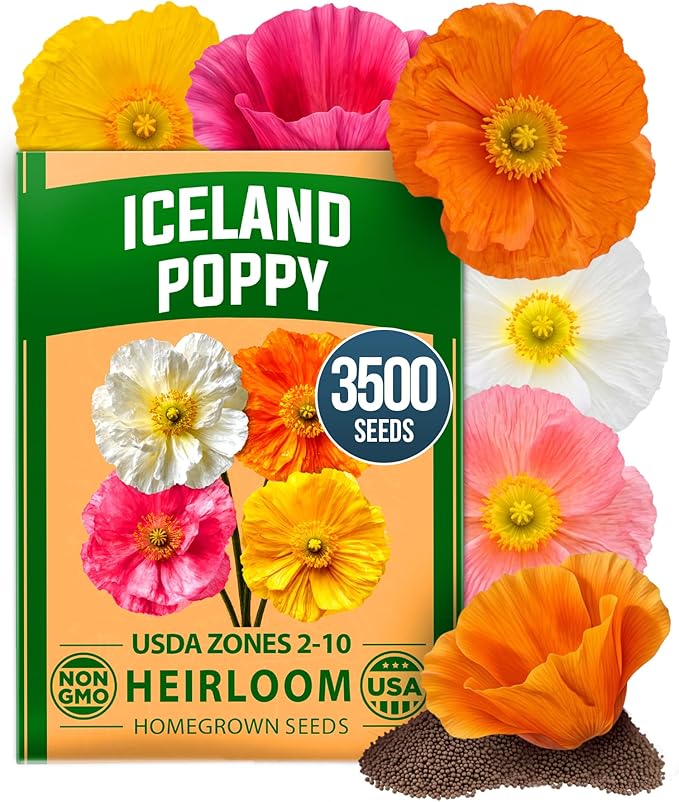 HOME GROWN Iceland Poppy Seeds (0.60g) – 2026 Spring for Planting 3500 Flower Seeds, Iceland Poppy Seeds Papaver nudicaule, Poppy Seeds for Planting Outdoors, Perennial Flower Seeds Garden