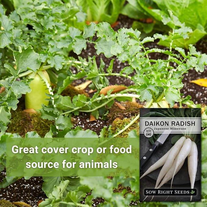 Sow Right Seeds - Japanese Minowase Daikon Radish Seeds for Planting - Non-GMO Heirloom Packet with Instructions to Plant a Home Vegetable Garden - Spring or Fall Planting Outdoors - Long White (3)