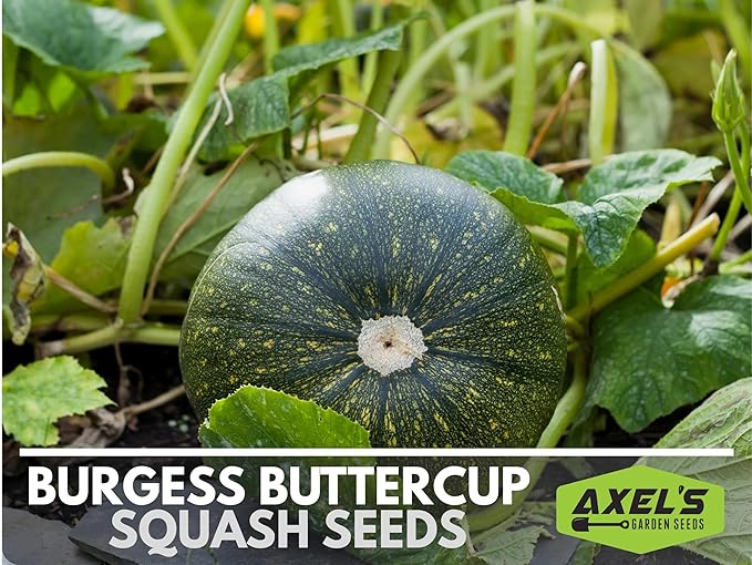 Winter Squash Seeds for Planting – Plant & Grow Burgess Buttercup Squash – Instructions to Plant Non GMO Heirloom Home Outdoor Vegetable Garden – Great Gardening Gift, 1 Packet