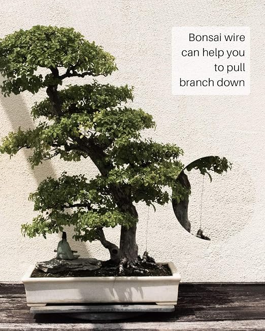 5Pcs Bonsai Wire and Bonsai Tool Kit, Total 164 Feet Bonsai Tree Wire for Bonzai Trees Indoor, 3 Size of 1-mm, 1.5-mm, 2-mm Aluminum