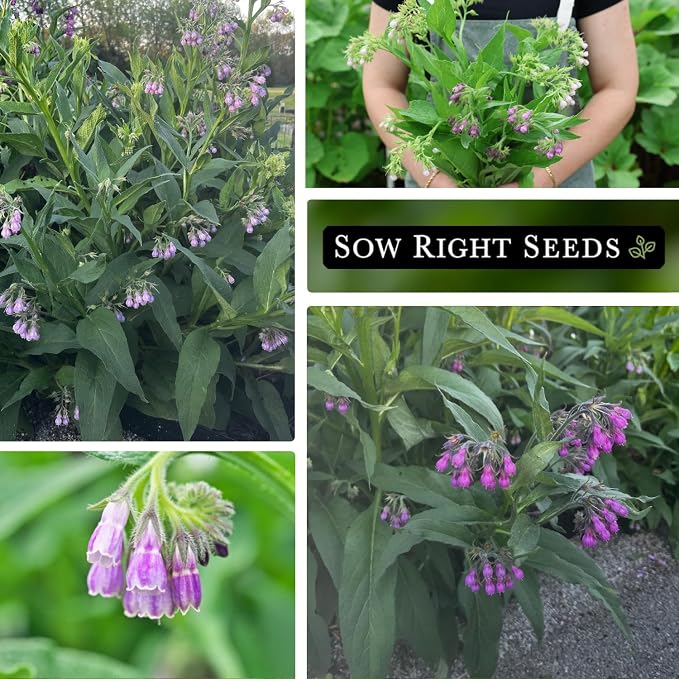 Sow Right Seeds - Comfrey Seeds for Planting - Non-GMO Heirloom - High-Yield Comfrey for Garden, Medicinal Herbs, and Soil Improvement - Outdoor or Indoor Herb Garden - Use for Home Remedies (1)