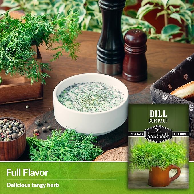 Compact Dill Seeds for Planting – Dwarf Dill for Containers & Small-Space Gardens – High Germination Heirloom Non-GMO Herb for Indoor or Outdoor Growing – Survival Garden Seeds (2 Packs)