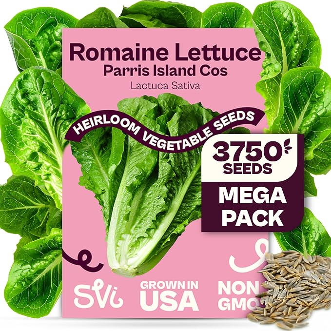SVI 3750 Parris Island Cos Romaine Lettuce Seeds (Lactuca Sativa) – Green Leaf Lettuce Romaine Seed Packets – Disease Resistant, Heirloom Vegetable Seeds for Outdoor Vegetable Garden