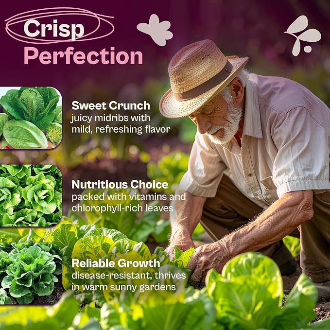 SVI 3750 Parris Island Cos Romaine Lettuce Seeds (Lactuca Sativa) – Green Leaf Lettuce Romaine Seed Packets – Disease Resistant, Heirloom Vegetable Seeds for Outdoor Vegetable Garden