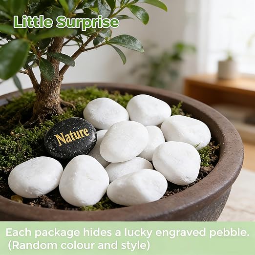 SIDONG 10 lbs White River Rocks, 1.2-2 Inches Pebbles for Indoor Plants, Aquarium Rocks Used in Fish Tank, Decorative Stones for Plants, Vases, Home Décor, Crafting, Garden Landscaping