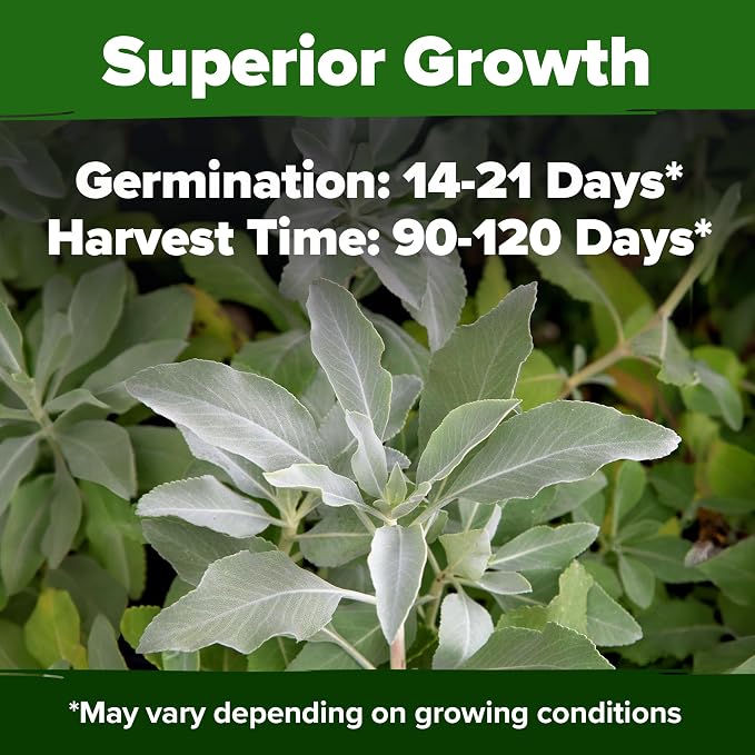 HOME GROWN Non GMO White Sage Seeds 323 Pack Heirloom Seeds - Grow Aromatic Sage Plants for Your Herb Seeds Garden with Sage for Planting Outdoor or Indoor (Salvia apiana)