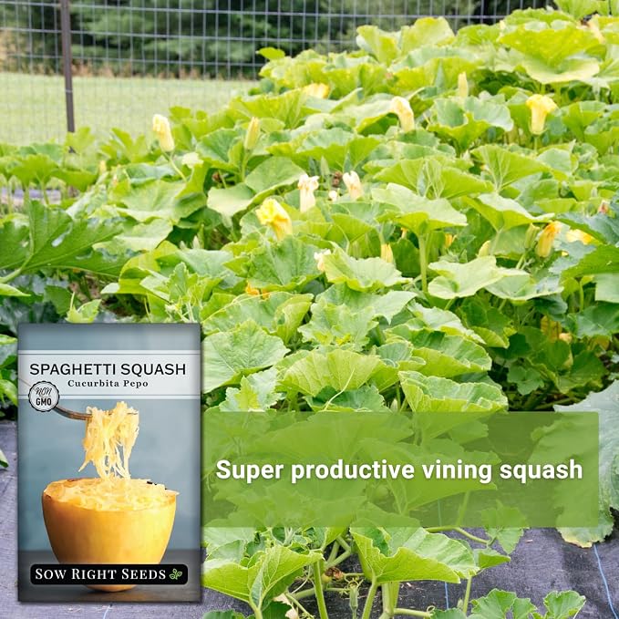 Sow Right Seeds - Spaghetti Squash Seeds for Planting - Non-GMO Heirloom Packet with Instructions to Plant and Grow an Outdoor Home Vegetable Garden - Roast and Enjoy Eating This Favorite Variety (4)