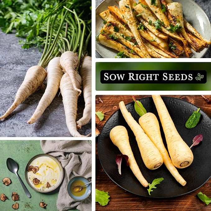 Sow Right Seeds - Half Long White Parsnip Seeds for Planting - Non-GMO Heirloom Packet with Instructions to Plant an Outdoor Home Vegetable Garden - White Flesh Root Parsnip - Spring and Fall (2)
