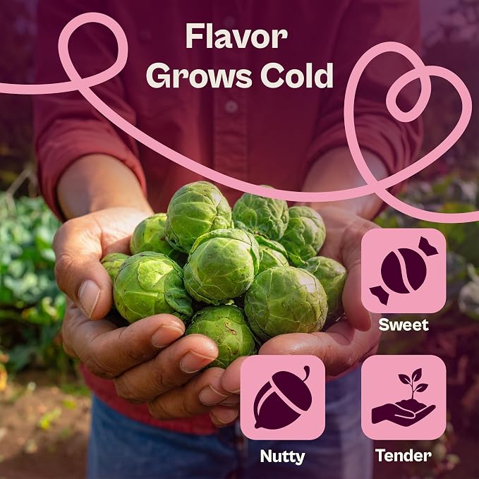 SVI 850 Long Island Brussels Sprouts Seeds (Brassica Oleracea) – Brussel Sprouts Seed Packets, Heirloom Brussel Sprout – Cold Hardy Vegetable Seeds Home Garden, Outdoor Beds, Containers