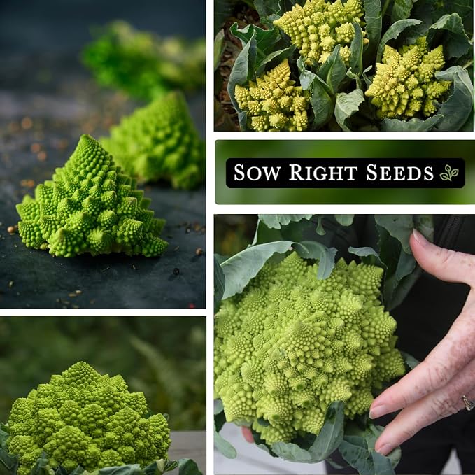 Sow Right Seeds - Romanesco Broccoli Seeds for Planting - Non-GMO Heirloom Packet with Instructions to Plant an Outdoor Home Vegetable Garden - Great for Salads - Abundant Harvest - Cold Hardy (2)