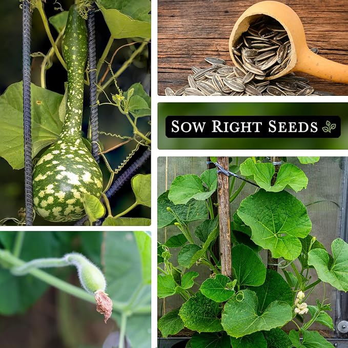 Sow Right Seeds - Dipper Gourd Seeds for Planting - Non-GMO Heirloom Packet with Instructions to Plant and Grow an Outdoor Home Vegetable Garden - Ornamental Craft Gourd - Rare & Unique (4)