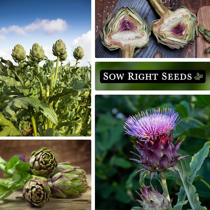 Sow Right Seeds - Artichoke Green Globe Seeds for Planting - Non-GMO Heirloom Packet with Instructions to Plant and Grow an Outdoor Home Vegetable Garden - Perennial - Tall with Edible Flower Buds (1)