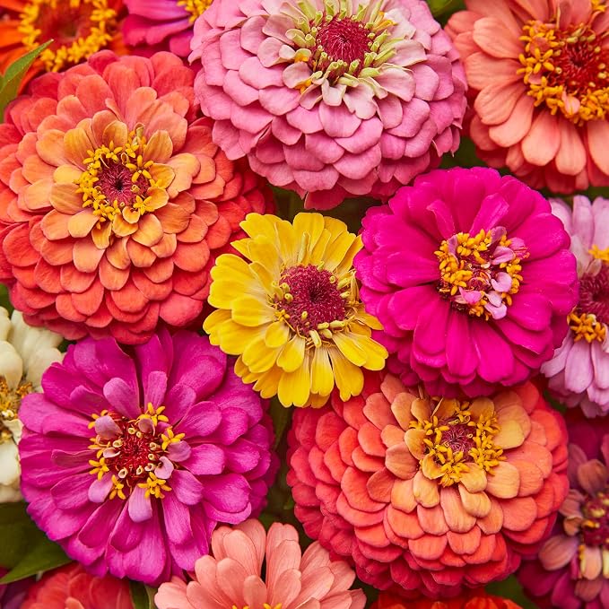 Burpee 'Cut & Come Again' Zinnia Flower Seeds - 550mg Non-GMO Flower Seed Packet for Home Gardening - Heirloom, Cutting Garden, Mixed Colors, Annual Variety, Pollinator Friendly