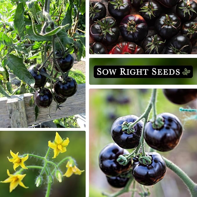 Sow Right Seeds - Black Beauty Tomato Seeds for Planting - Non-GMO Heirloom Packet with Instructions to Plant an Outdoor Home Vegetable Garden - Rare Deep Purple Slicing Variety - Sweet Flavor (2)
