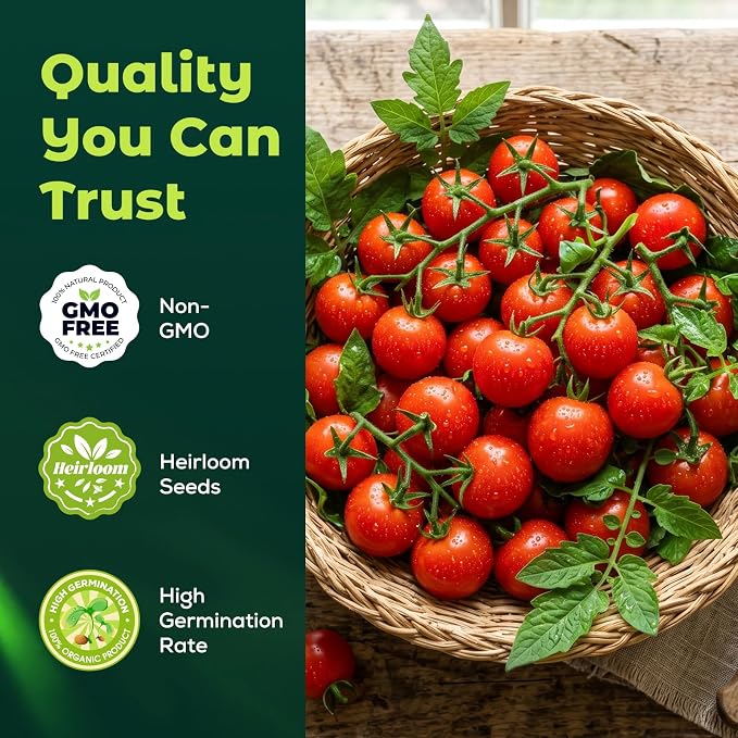 400 Heirloom Large Red Cherry Tomato Seeds for Planting – Sweet Bite-Sized Fruit, High Germination, Fast-Growing, Ideal for Home Garden & Container