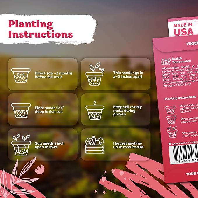 KVITER 550 Watermelon Radish Seeds (Raphanus Sativus) - Red Meat Radish Seed Packets, Mild Sweet Flavor, Heirloom Seed - Annual Vegetable Seeds for Outdoor Garden, Raised Beds, Containers