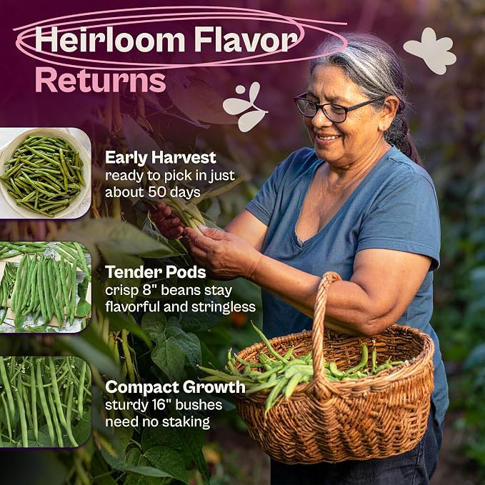 SVI 50 Kentucky Wonder Bush Bean Seeds (Phaseolus vulgaris) – Green Beans Seed Packets, Pole Beans – Heirloom Vegetable Seeds for Outdoor, Vegetable Garden, Containers
