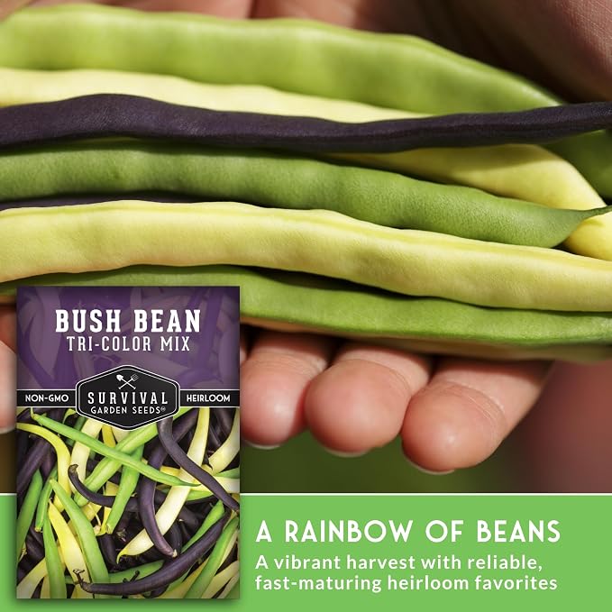 Tri Color Blend Bush Bean Seeds for Planting - Mix of Green, Yellow Wax, & Purple Beans with Stringless Pods - 3 Non-GMO Heirloom High Yield Varieties - Survival Garden Seeds (3 Packs)