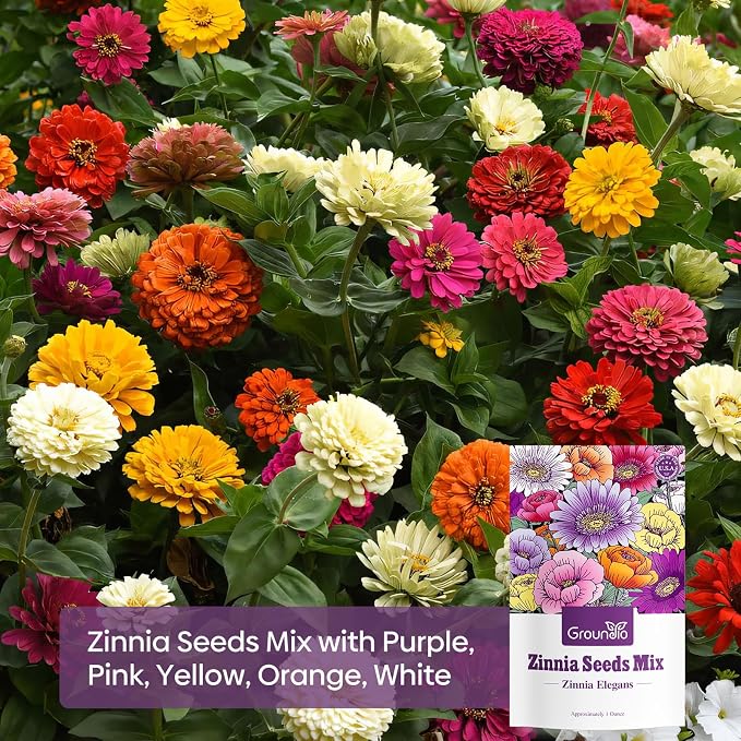 Groundio Zinnia Seeds Mix, 1 Oz, Over 3,000 Flowers Seeds, 5 Varieties (Pink, Yellow, Orange, White, Purple), Mixed Colors and Large Blooms,Open Pollinated - Bulk