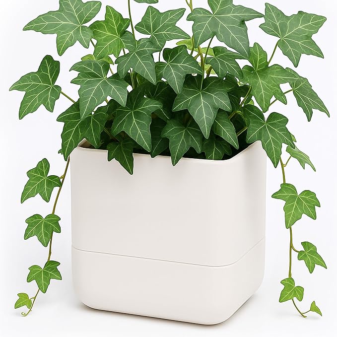 Phoenix Vine 6.5 Inch Wall Mounted Self-Watering Planter Pot
