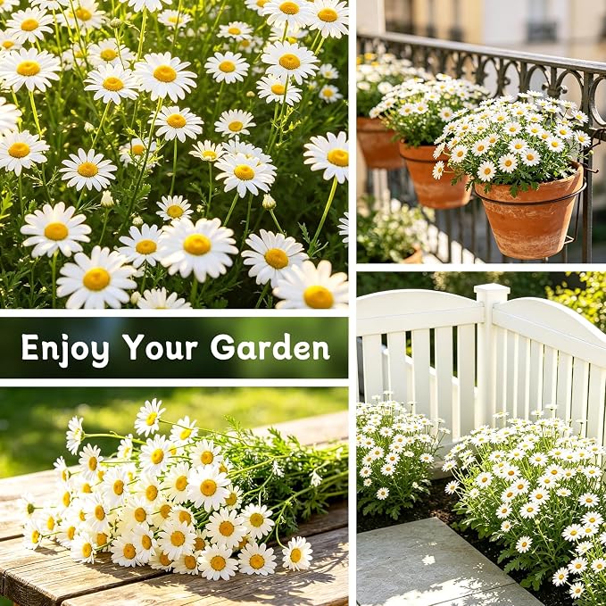 LUOJIBIE German Chamomile Seeds, 60,000+ Chamomile Flower Seeds Bulk for Planting Outdoor Indoor Garden, Heirloom & Non-GMO Matricaria Chamomilla/Recutita Herb Seeds, Easy to Grow