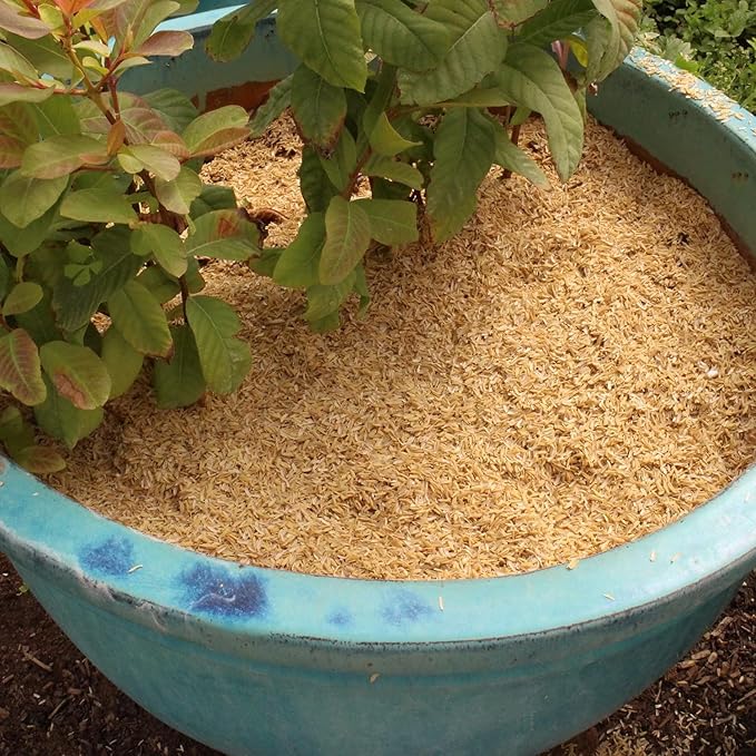 Boost Your Garden's Sustainability with Gardenera Horticultural Grade Rice Hulls - Enhance Soil Structure and Microbial Activity - 4 QUARTS