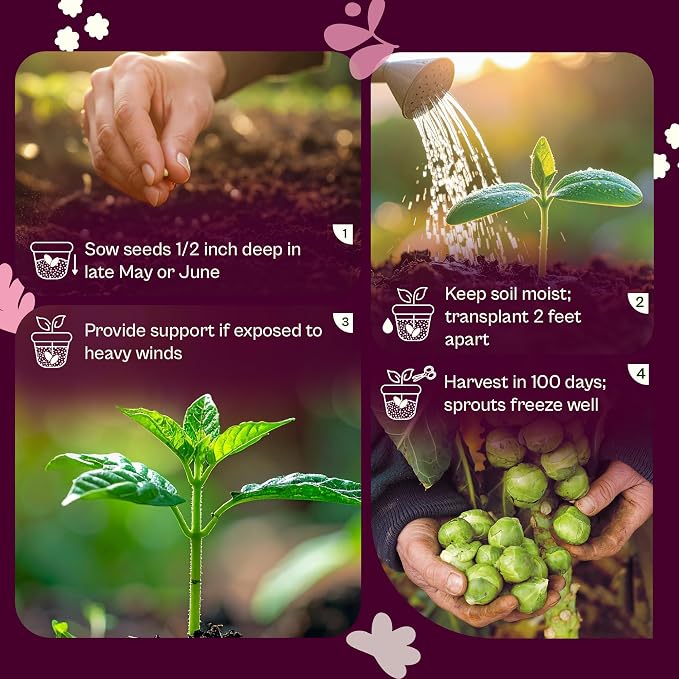 SVI 850 Long Island Brussels Sprouts Seeds (Brassica Oleracea) – Brussel Sprouts Seed Packets, Heirloom Brussel Sprout – Cold Hardy Vegetable Seeds Home Garden, Outdoor Beds, Containers