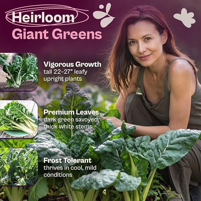 SVI 200 Fordhook Giant Chard Seeds (Beta Vulgaris) - Swiss Chard, White Stem Leafy Greens, Mild Flavor, Heirloom Seed in Seed Packets - Vegetable Seeds for Home Garden, Containers and Outdoor Beds