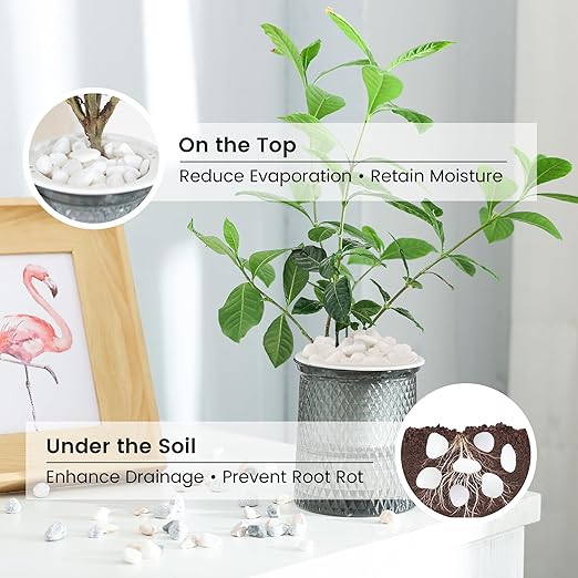 SIDONG 10 LB White River Rocks, 0.3-0.5 Inches Pebbles for Indoor Plants, Aquarium Rocks Used in Fish Tank, Decorative Stones for Plants, Vases, Home Décor, Crafting, Garden Landscaping