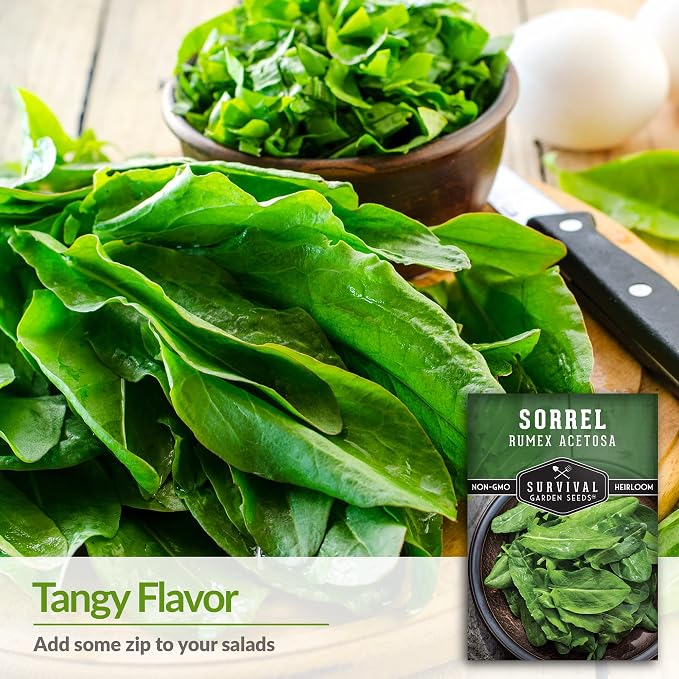 Sorrel Seeds for Planting - Large Leaf Garden Sorrel - Cool Weather Perennial Vegetable for Edible Leafy Greens - Heirloom Non GMO - Survival Garden Seeds (2 Packs)