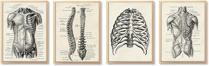 Ohhvvow Human Anatomy Artwork Medical Wall Art Canvas, 8 * 10 Inch Muscle