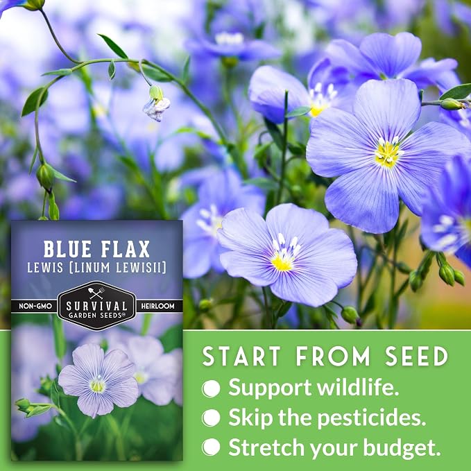 Lewis Blue Flax Seeds for Planting - Plant & Grow Drought Tolerant Native Perennial Wildflowers Your Home Garden - Non-GMO Heirloom Variety - Survival Garden Seeds (1 Pack)