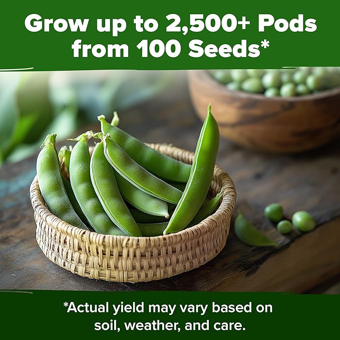 HOME GROWN Organic Cascadia Snap Pea Seeds 100+ Heirloom Non-GMO Seeds for Planting, High Germination, Sweet Edible Pods, Stringless Sugar Snap, Cool Season Garden, Containers (Pisum sativum)