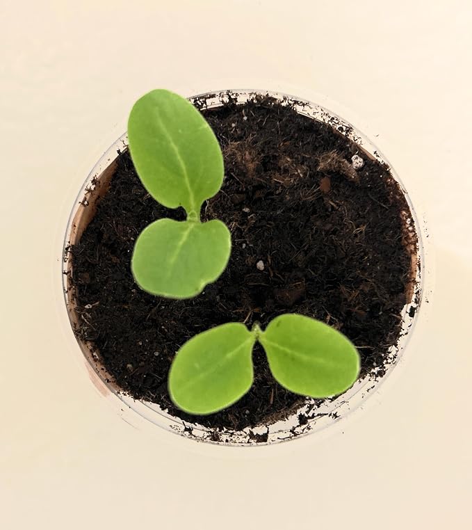 Tree Grow Kit | Easy to use | Educational | Memorial Gift | Plant It for The Planet | Grow Your Own Tree |Wide Selection to Choose from (Crape Myrtle)